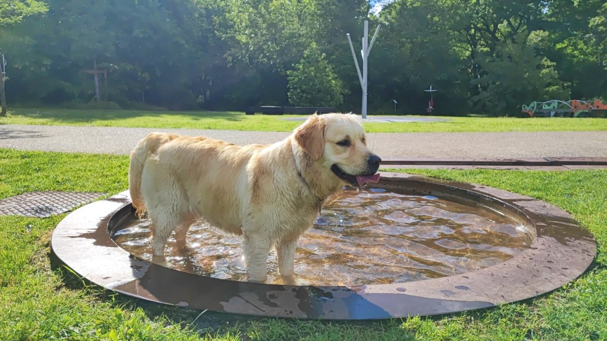 Aïka golden retriever mascotte Happiness Immobilier