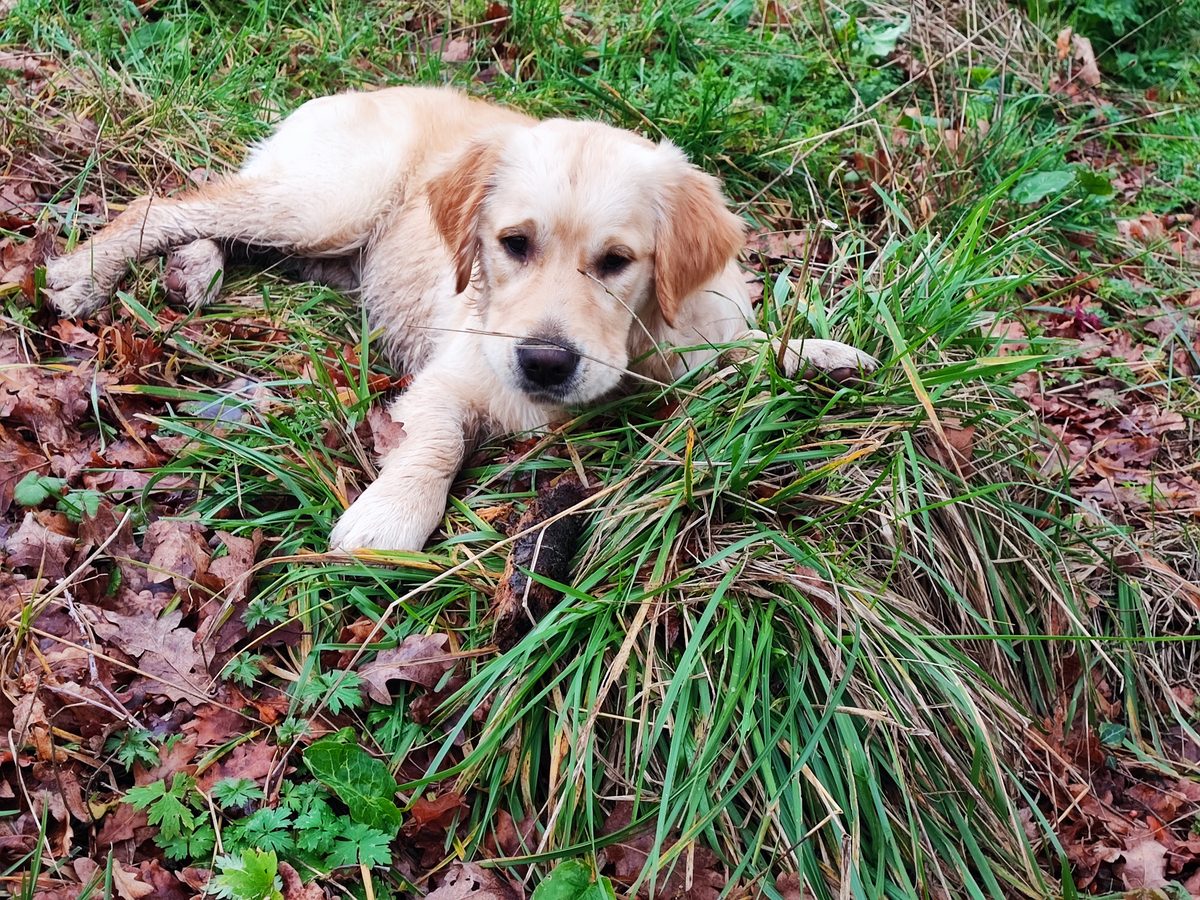 Aïka chiot golden retriever